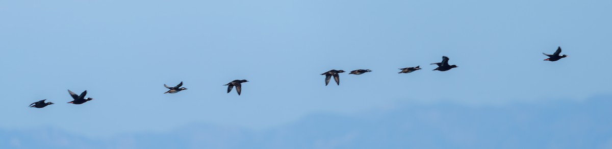 Black Scoter - ML495059741