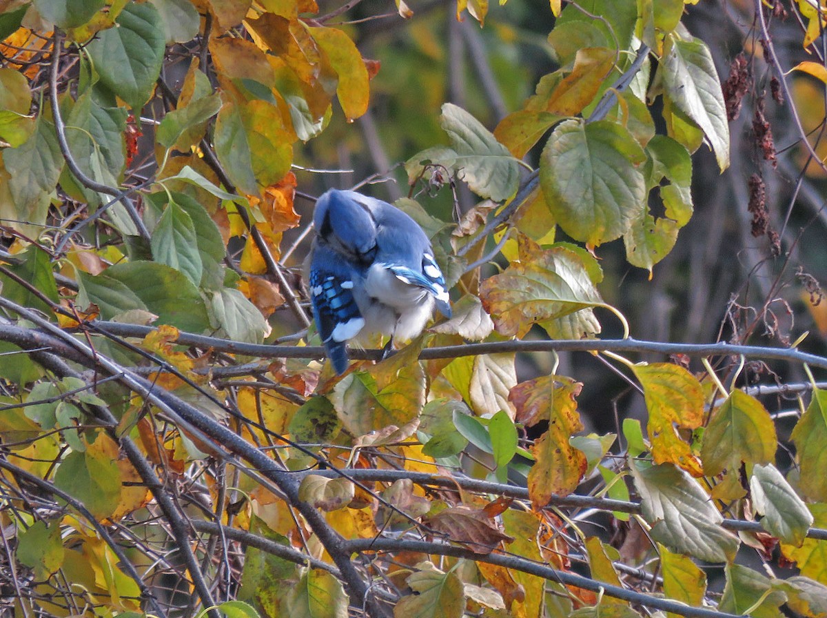 Blue Jay - ML495059761