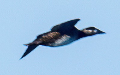 Surf Scoter - ML495059901