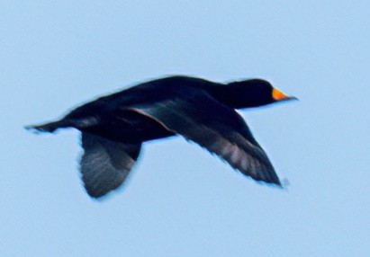 Black Scoter - ML495059921