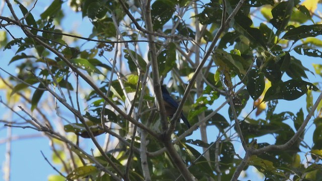 Kalao Blue Flycatcher - ML495060041