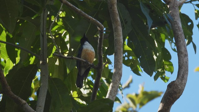 Kalao Blue Flycatcher - ML495060071