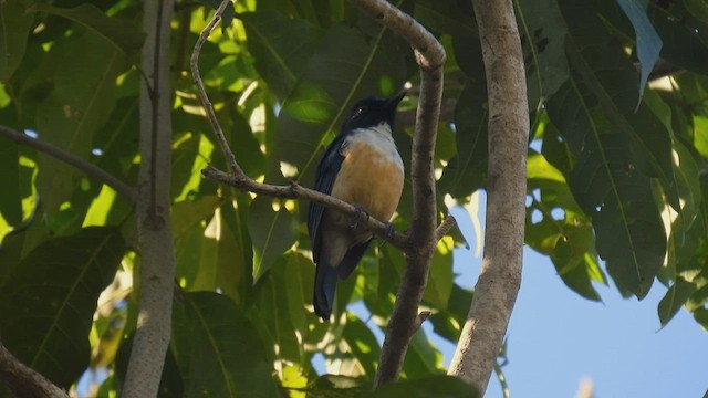 Kalao Blue Flycatcher - ML495060081