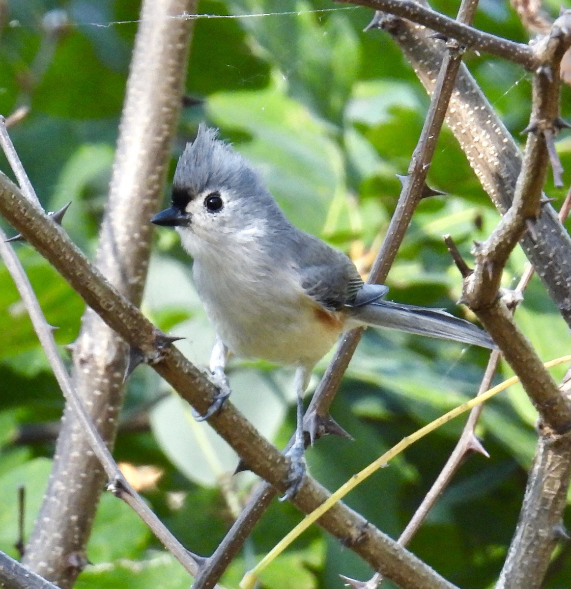 Tufted Titmouse - ML495060931