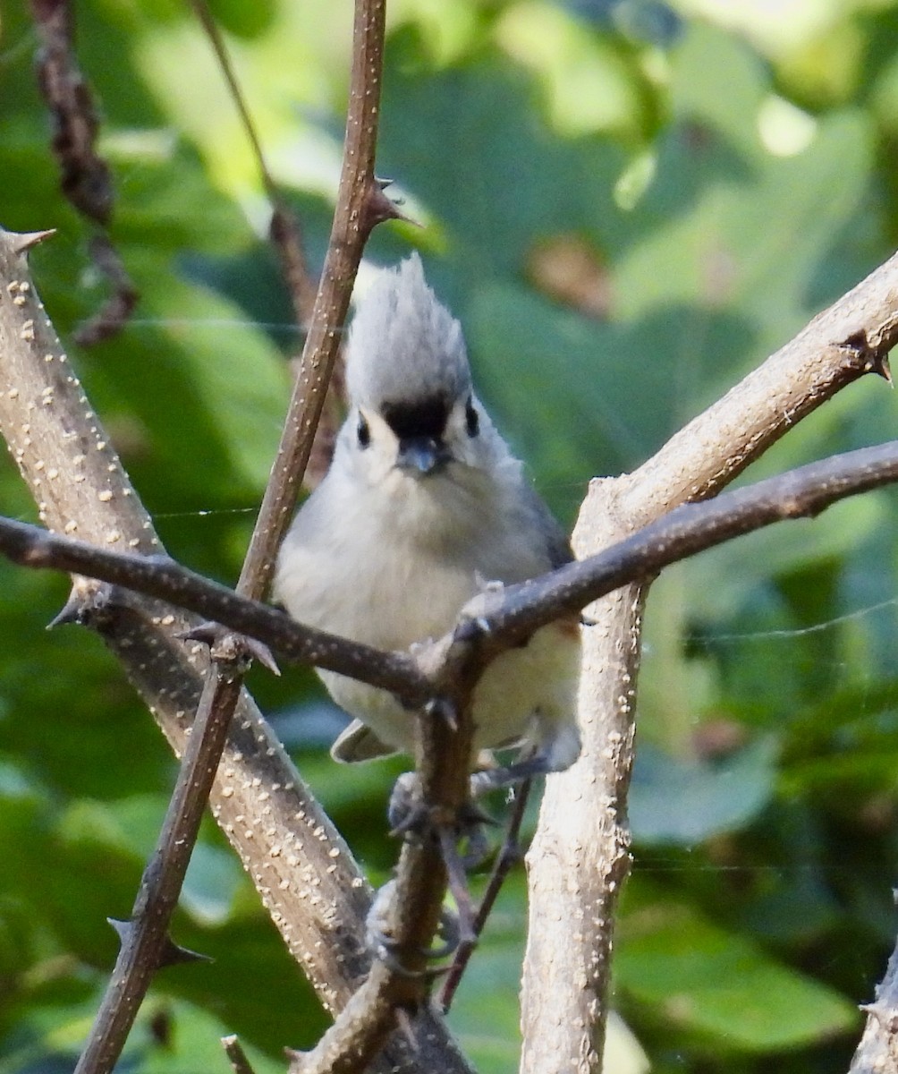 Tufted Titmouse - ML495060941