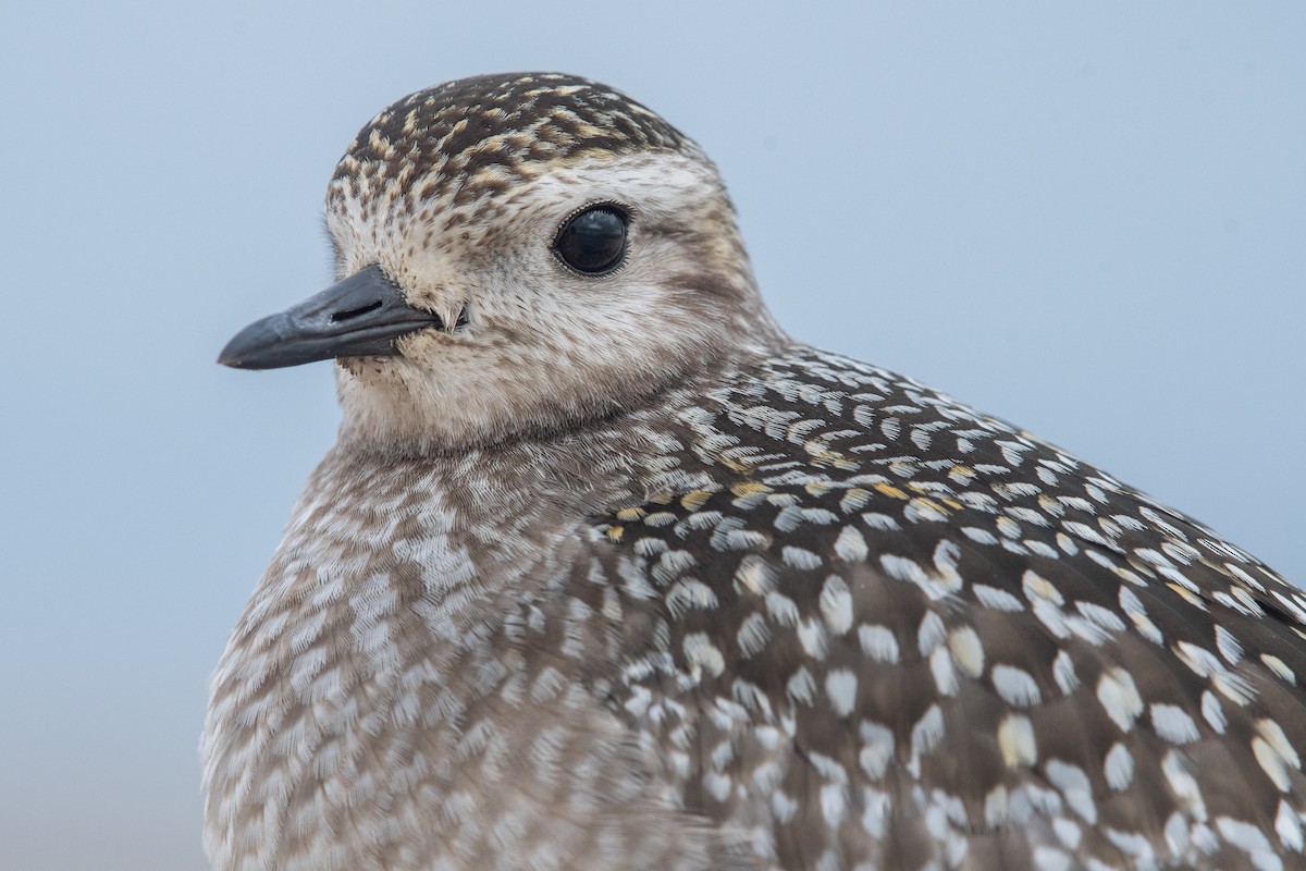 American Golden-Plover - ML495062091