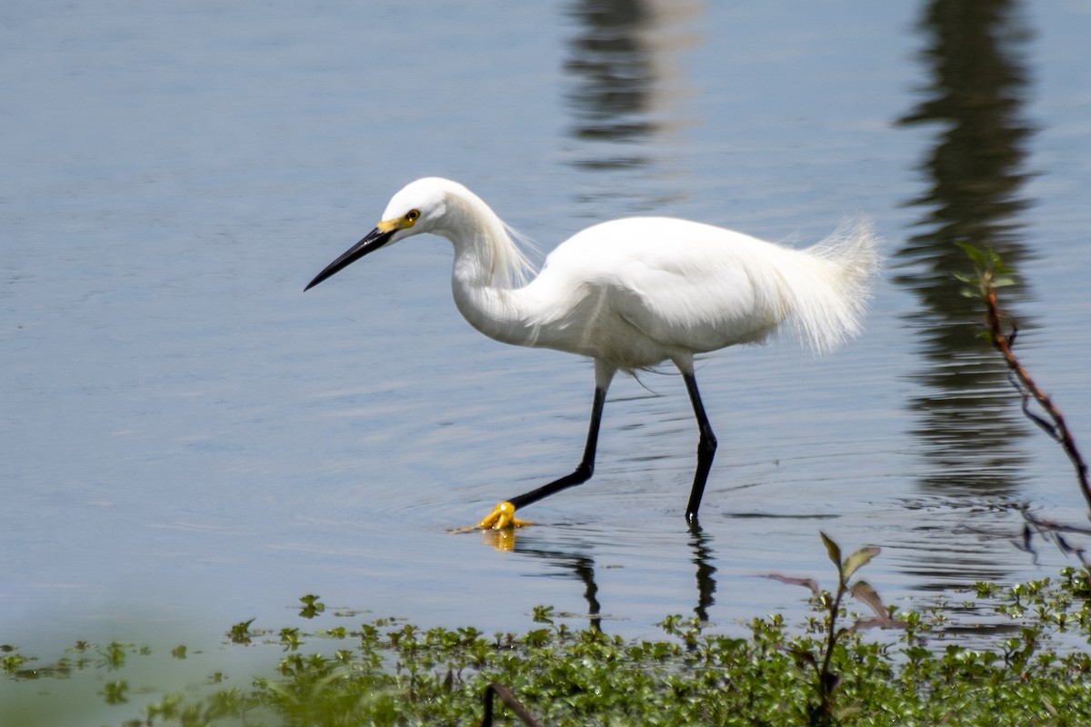 Snowy Egret - ML495062721