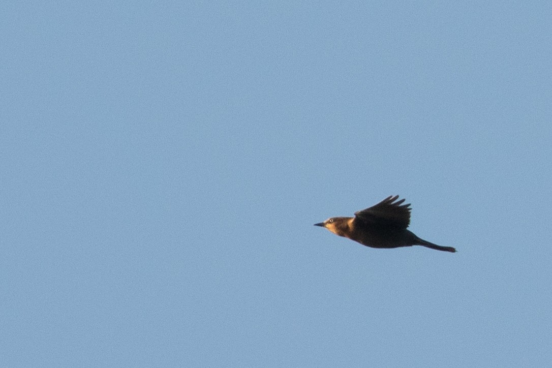 Rusty Blackbird - ML495062761