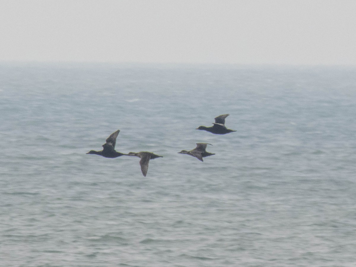 Common Scoter - ML495063161