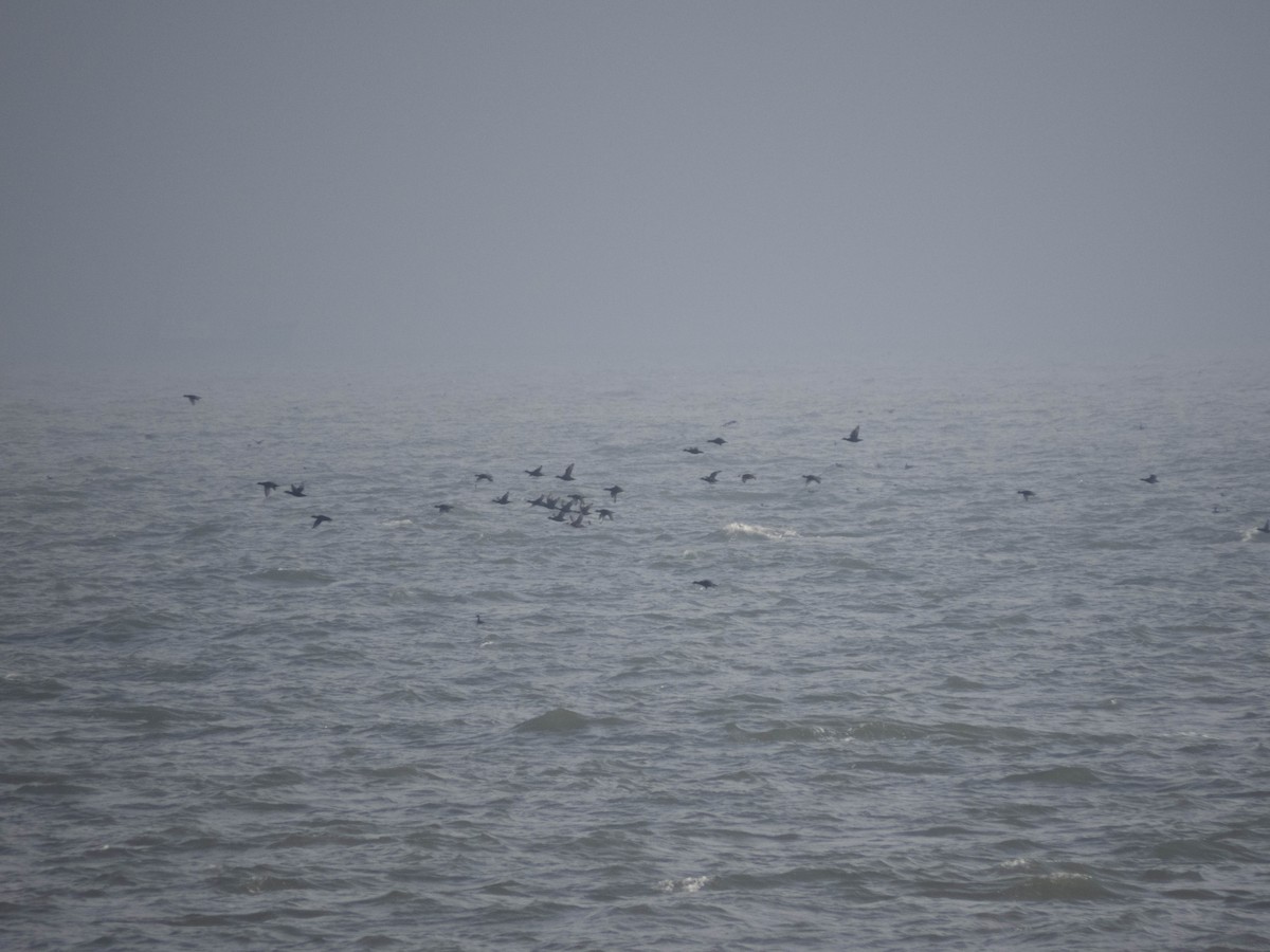 Common Scoter - ML495063171