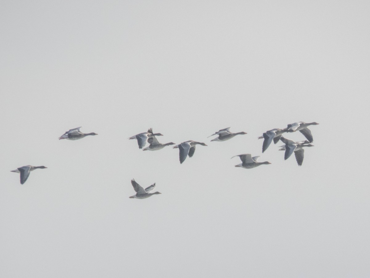 Graylag Goose - ML495063271