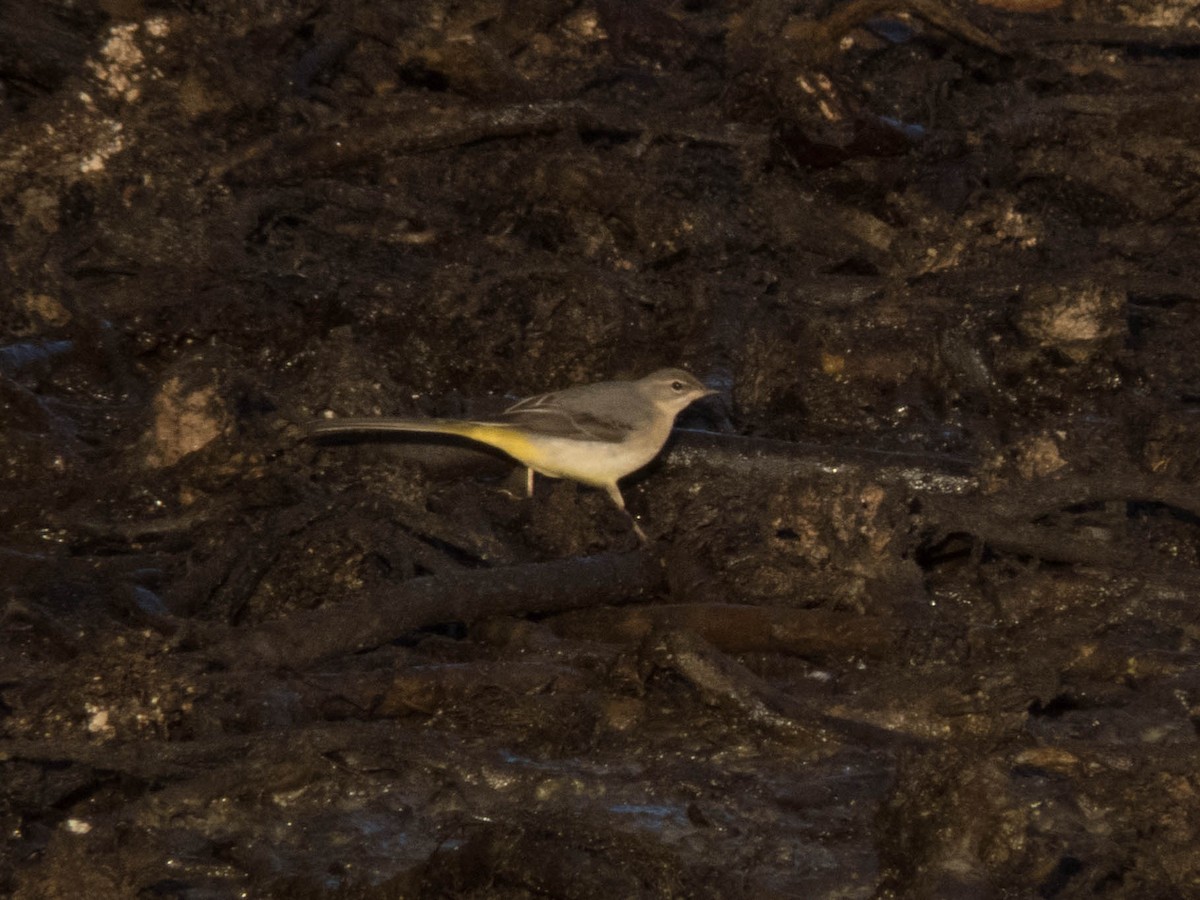 Gray Wagtail - ML495064551