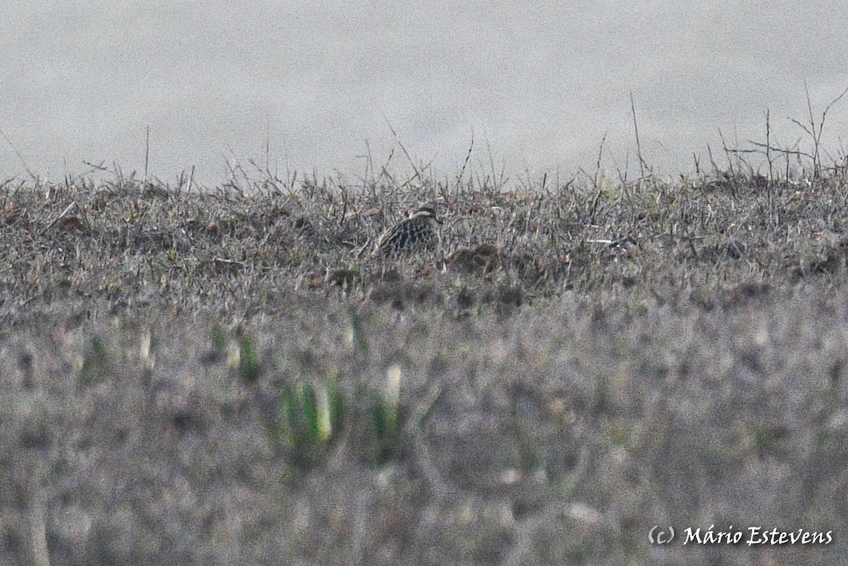 Eurasian Dotterel - ML495064981