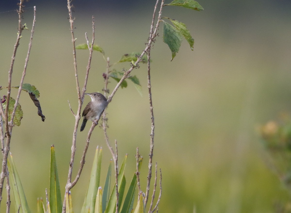 House Wren - ML495065041