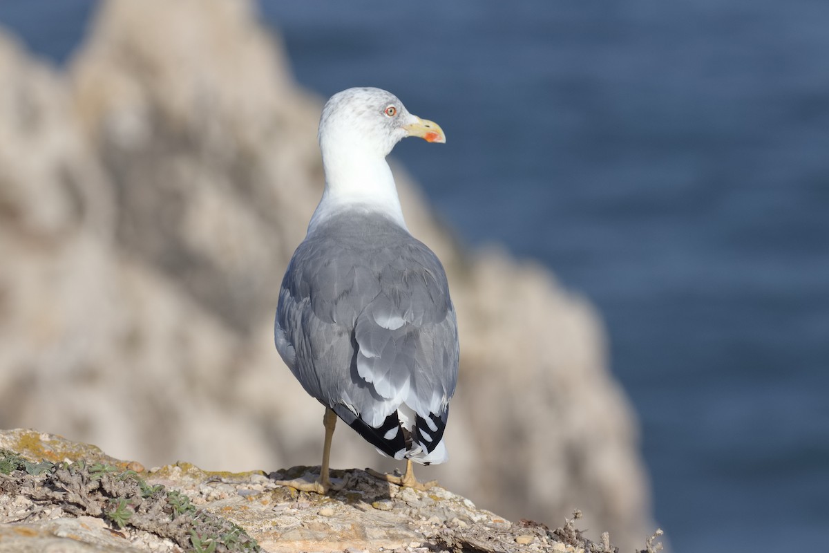 Yellow-legged Gull - Bruce Kerr