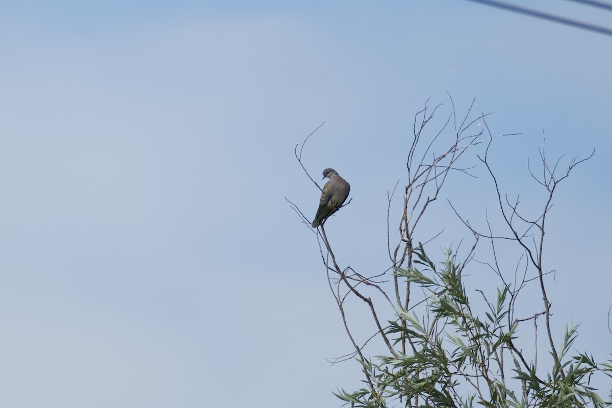 European Turtle-Dove - ML495067981