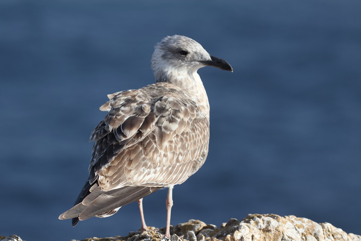 Yellow-legged Gull - Bruce Kerr