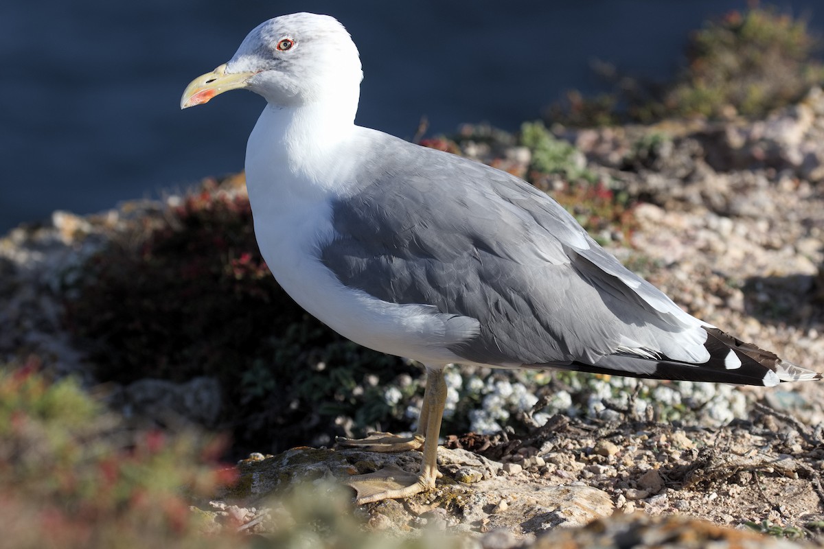 Yellow-legged Gull - Bruce Kerr