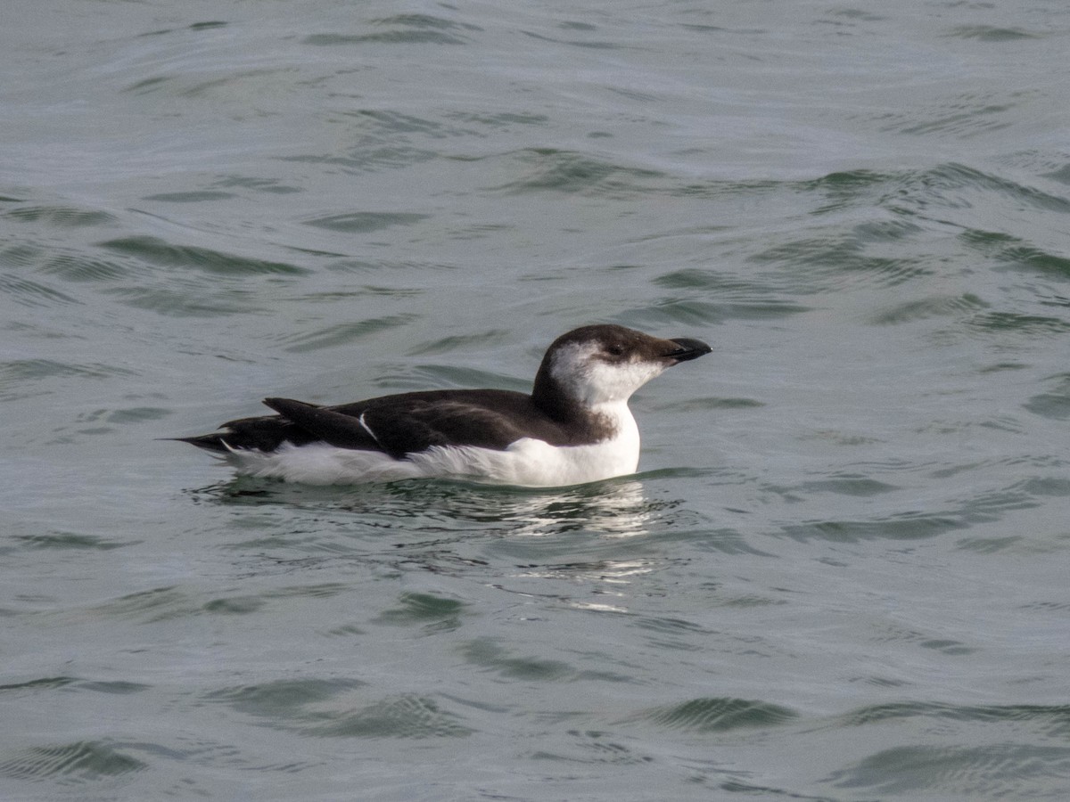 Petit Pingouin - ML495069341