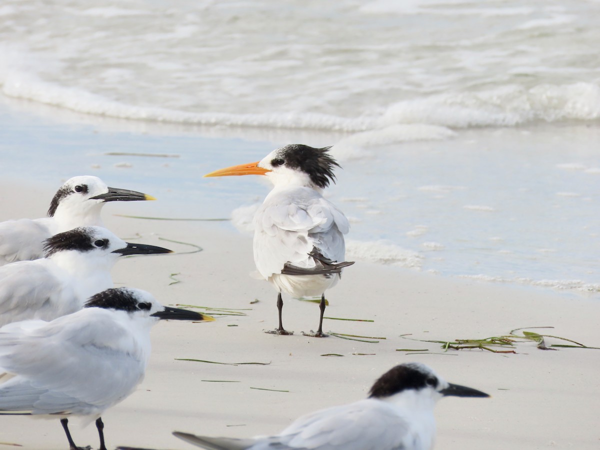 Elegant Tern - Kara Cook