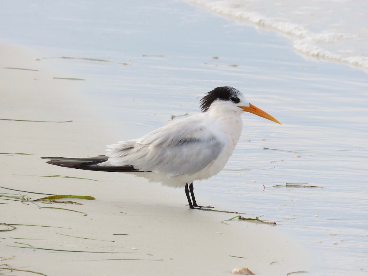 Elegant Tern - ML495070131