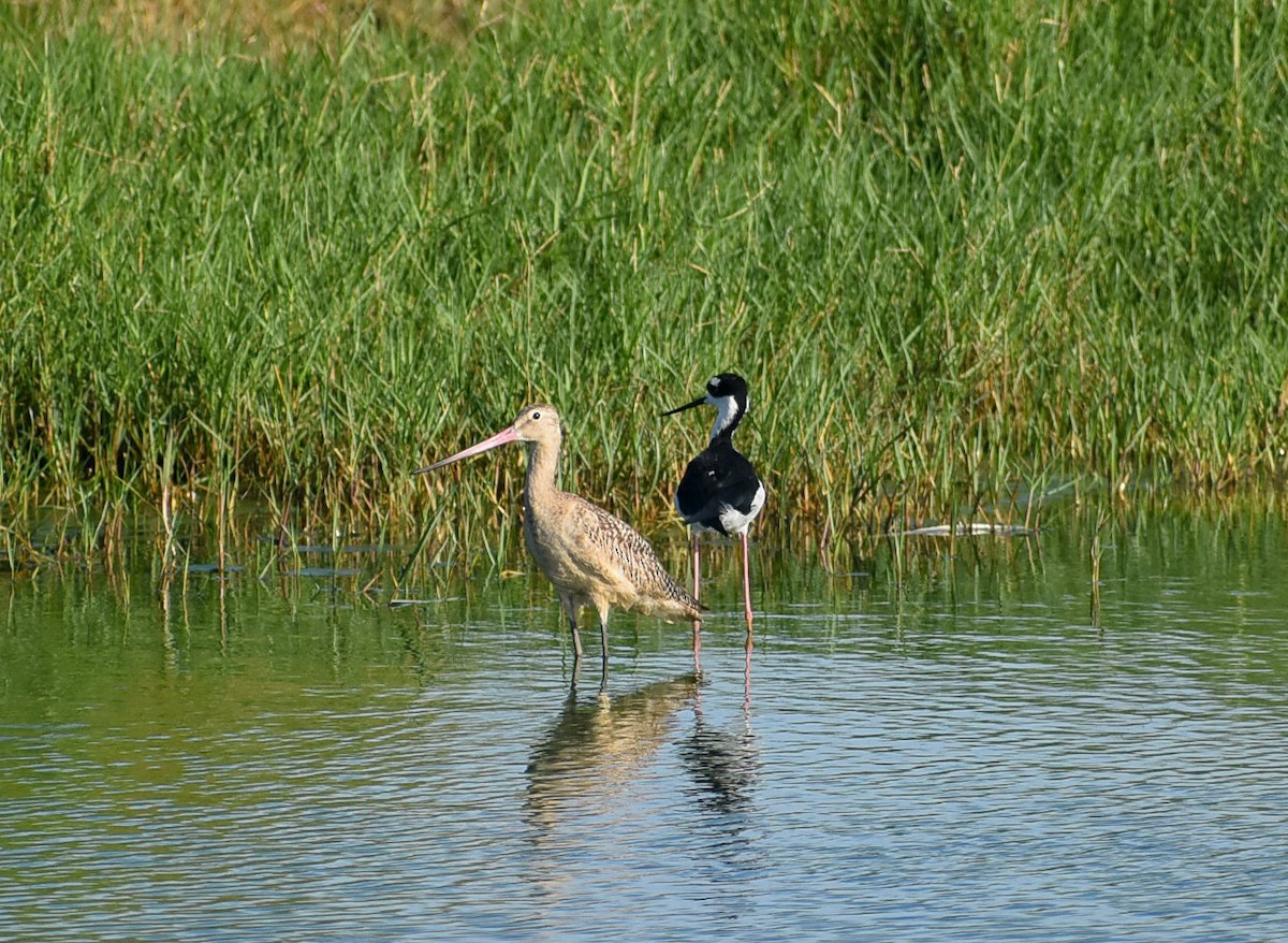Marbled Godwit - ML495070301