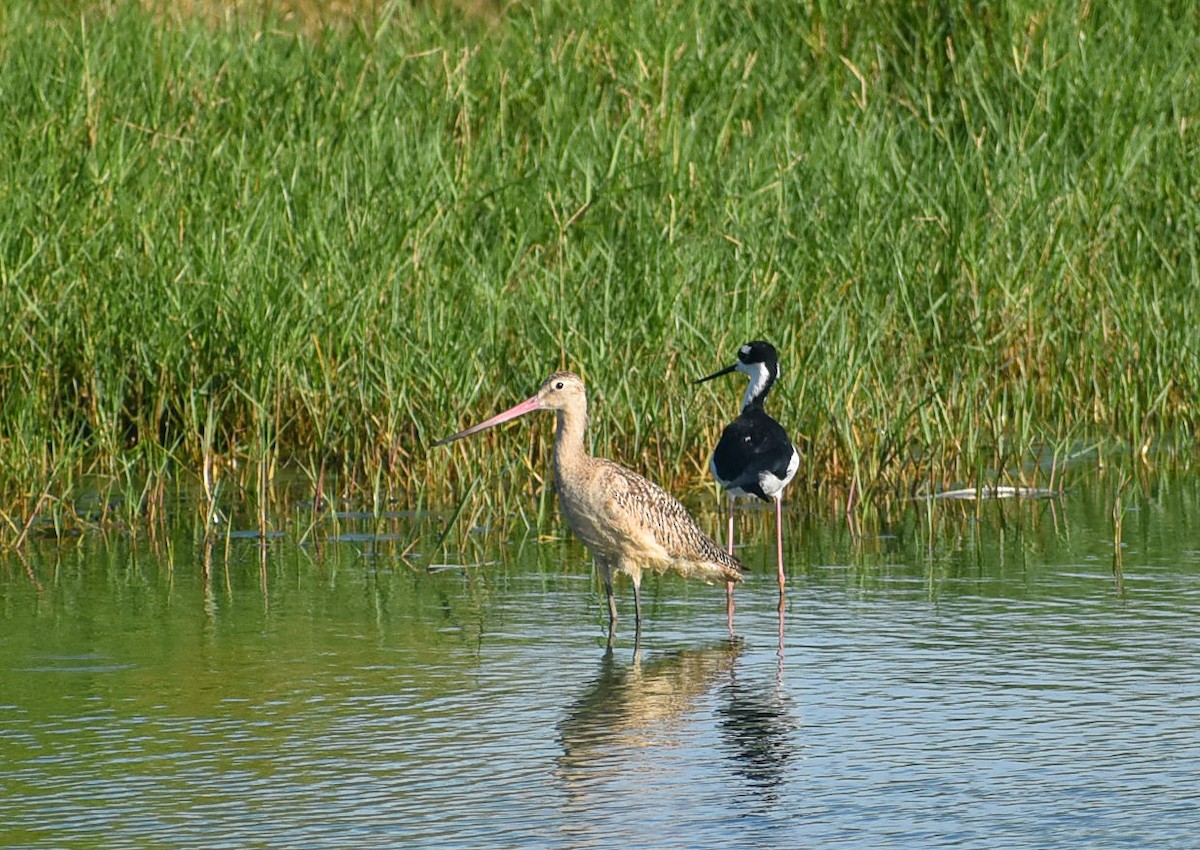 Marbled Godwit - ML495070311