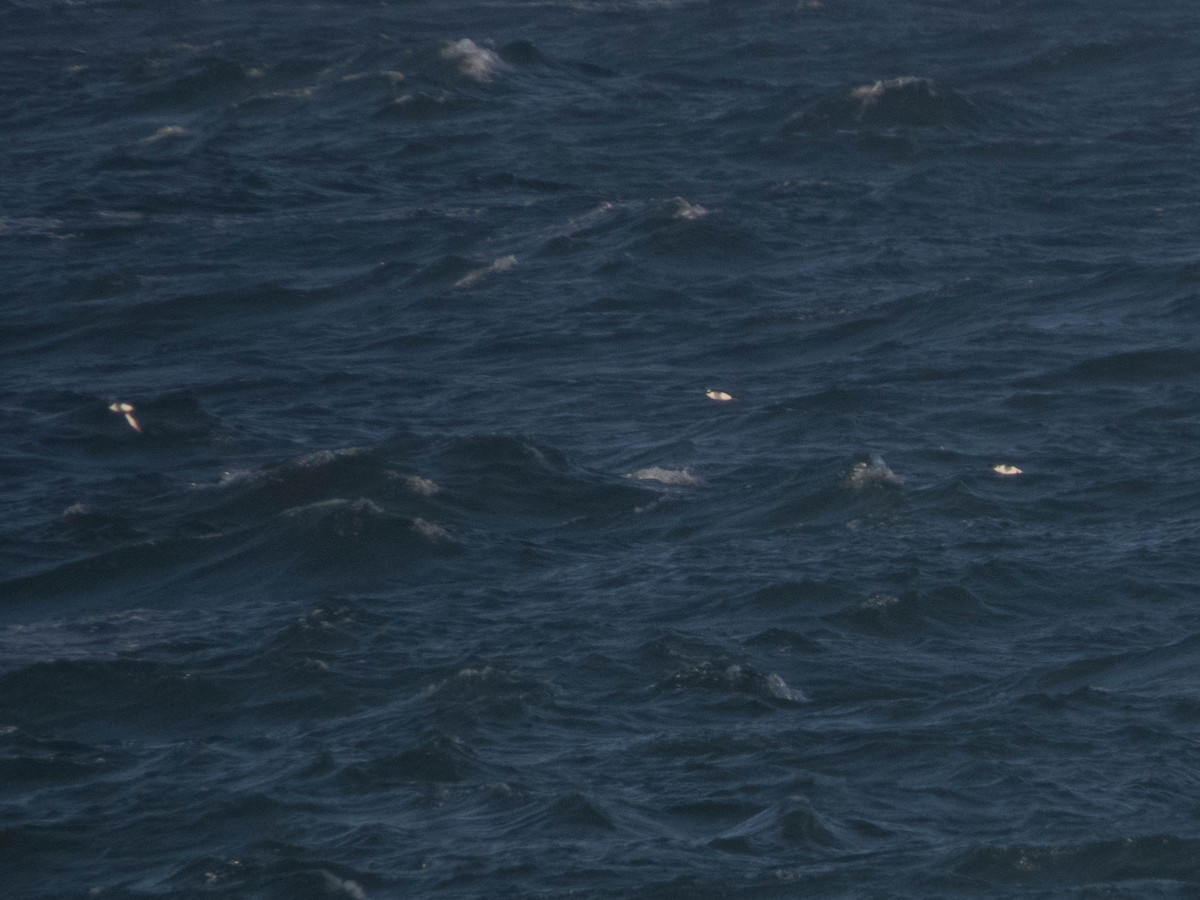 Razorbill - ML495071341