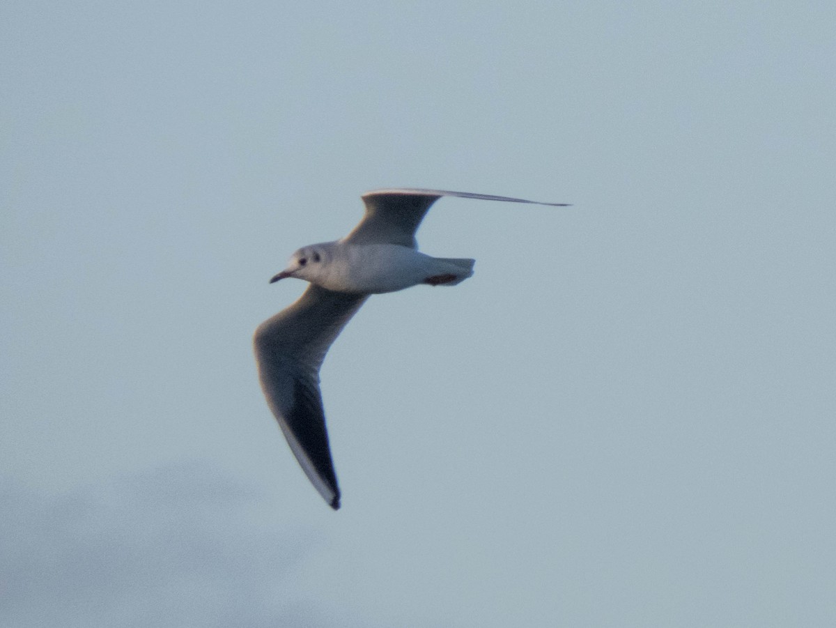 Black-headed Gull - ML495071371