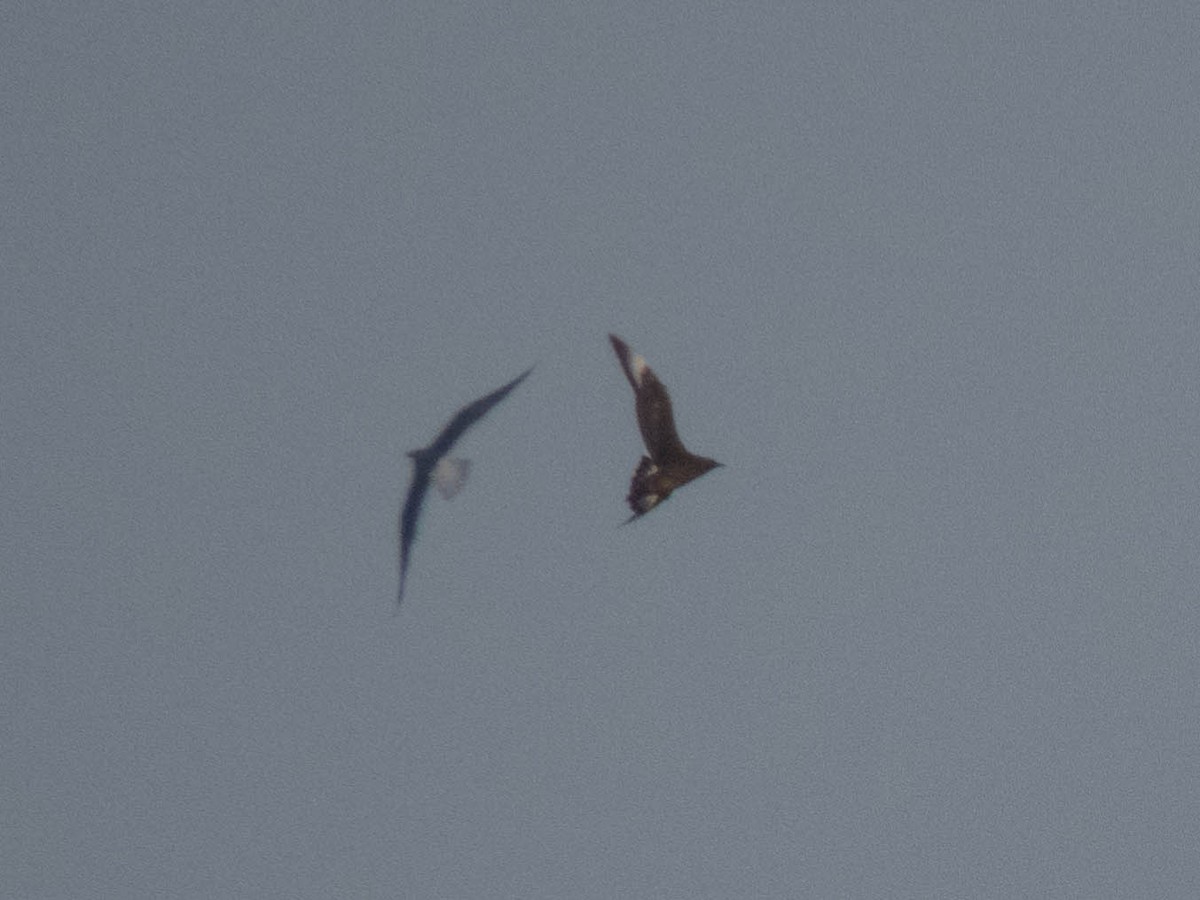 Parasitic Jaeger - ML495071431