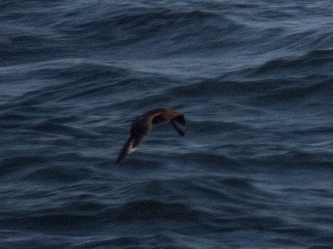 Parasitic Jaeger - ML495071441