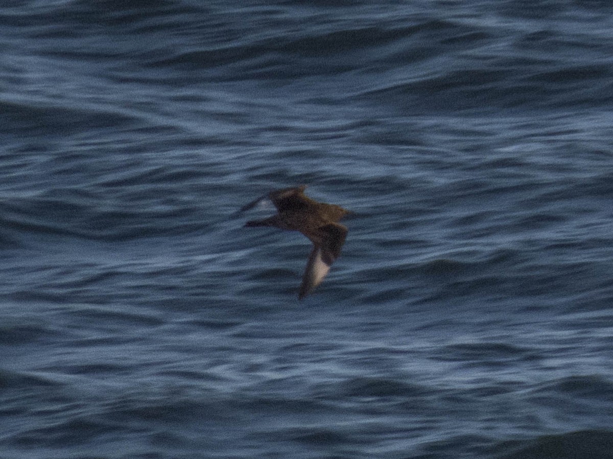 Parasitic Jaeger - ML495071451