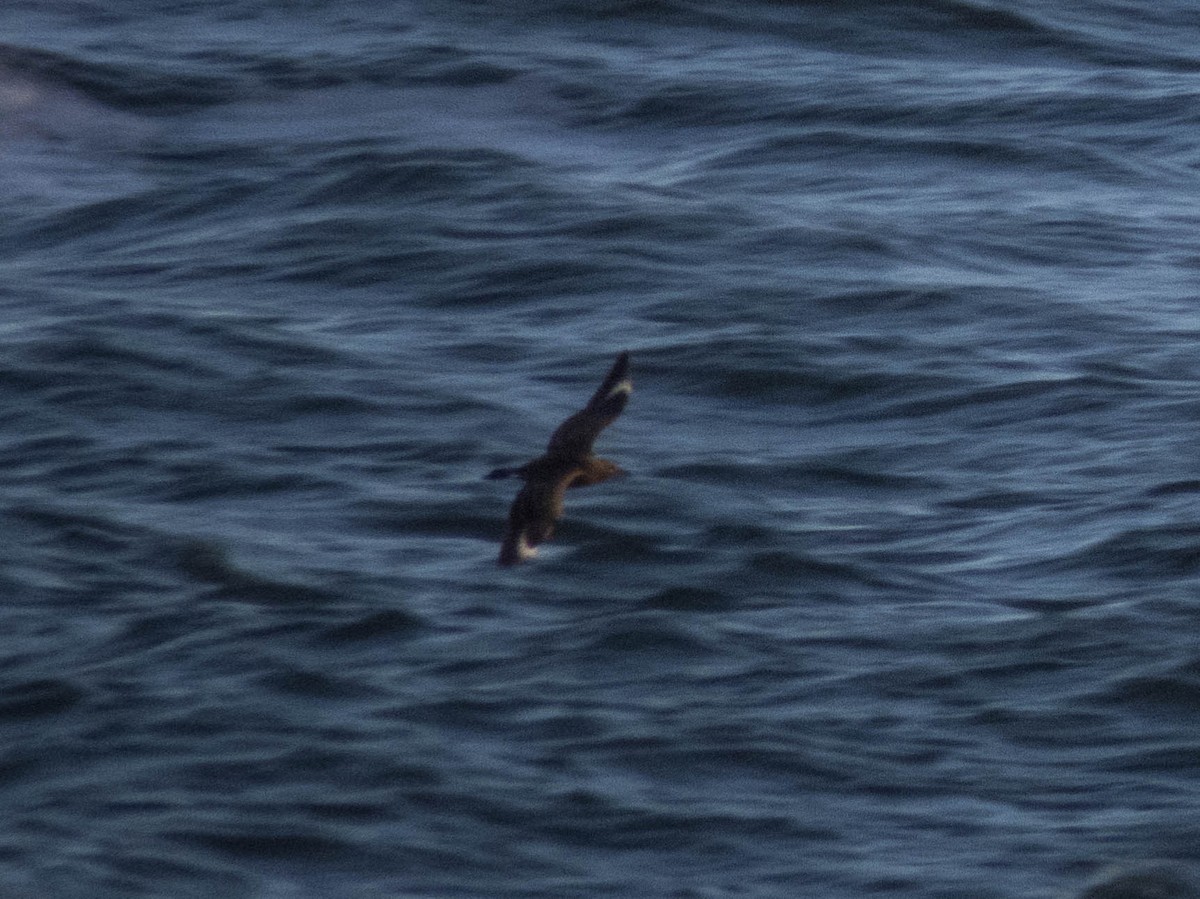 Parasitic Jaeger - ML495071461