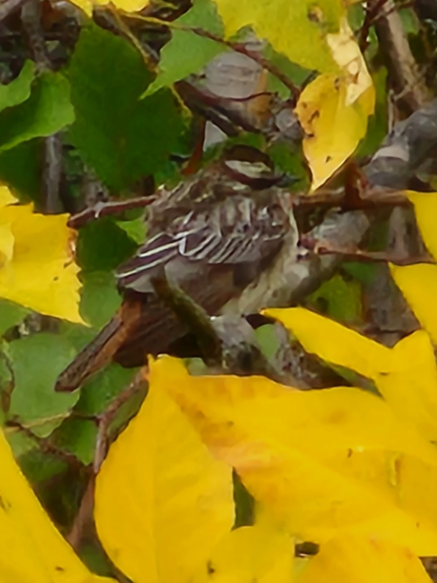 Variegated Flycatcher - ML495072241