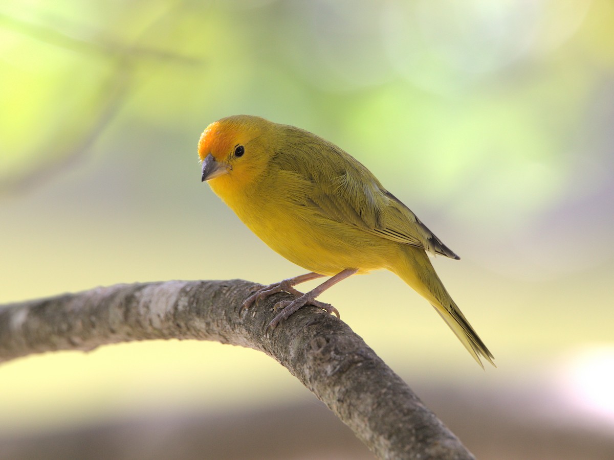 Saffron Finch - ML495073011