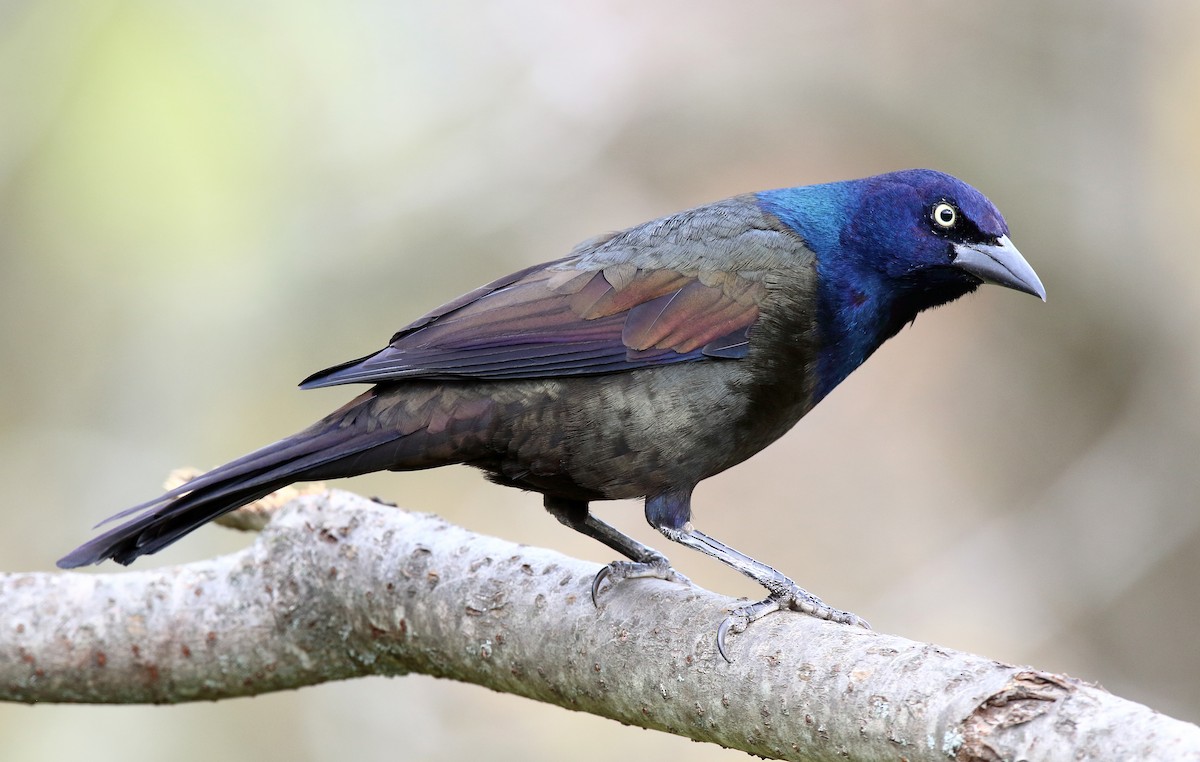 Common Grackle - ML495073351
