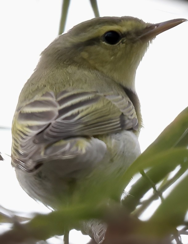 Wood Warbler - Frank Gilliland