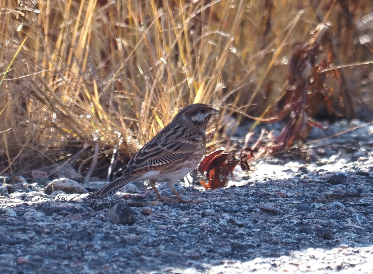 Pine Bunting - ML495074211