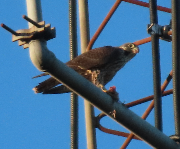 Halcón Peregrino - ML495076351