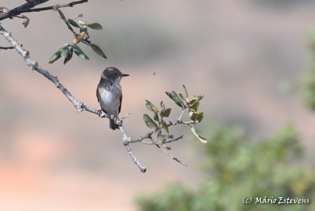 Spotted Flycatcher - ML495077911