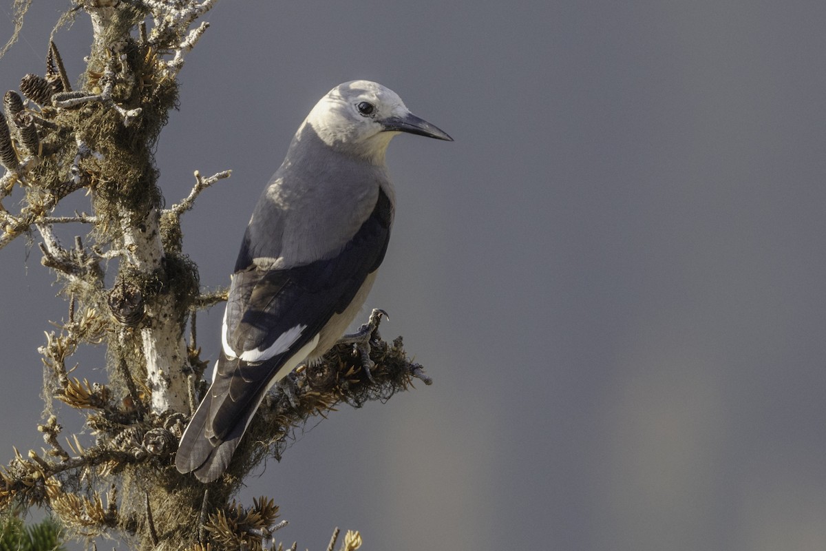 Clark's Nutcracker - ML495078821