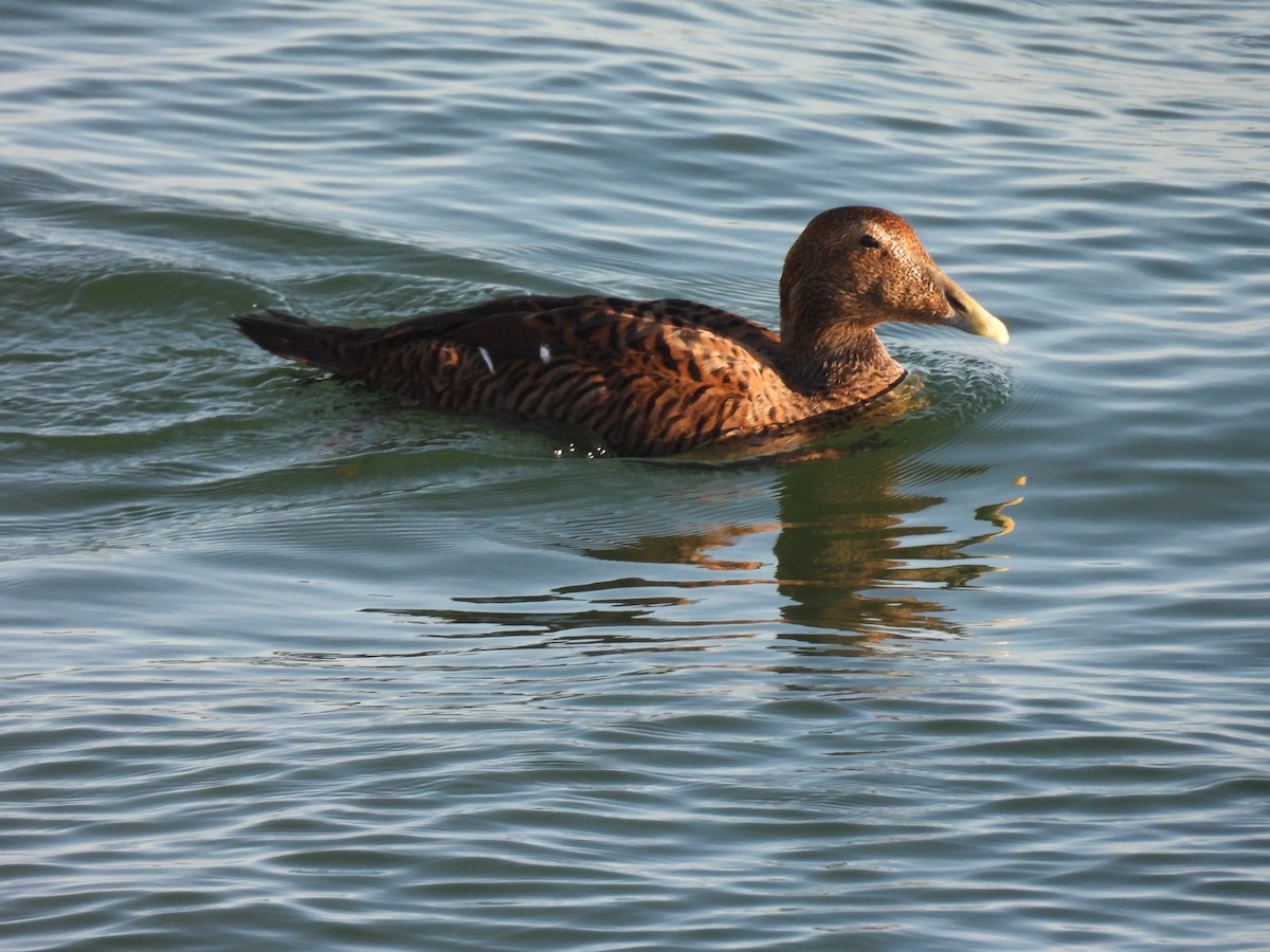 Eider arrunta - ML495080151