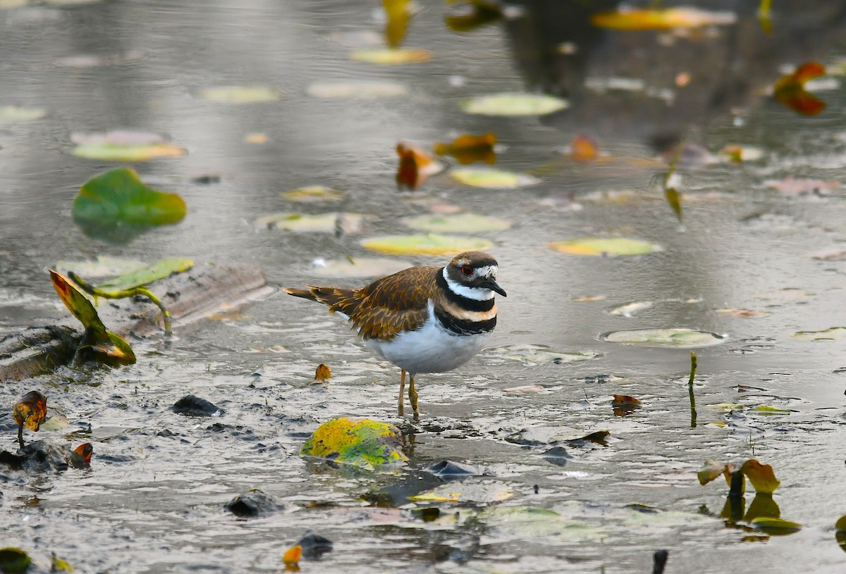 Killdeer - ML495080851