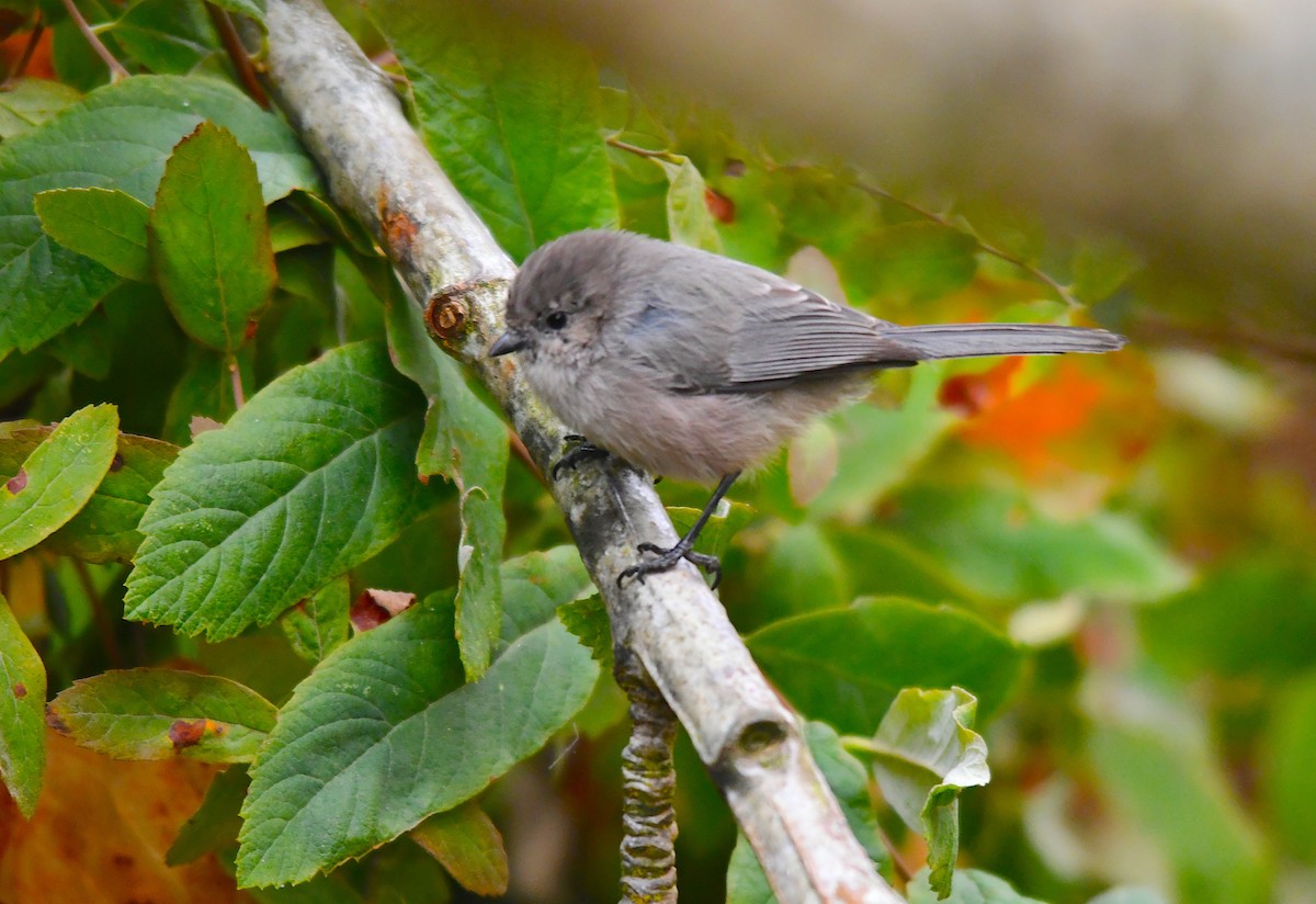 Bushtit - ML495080941