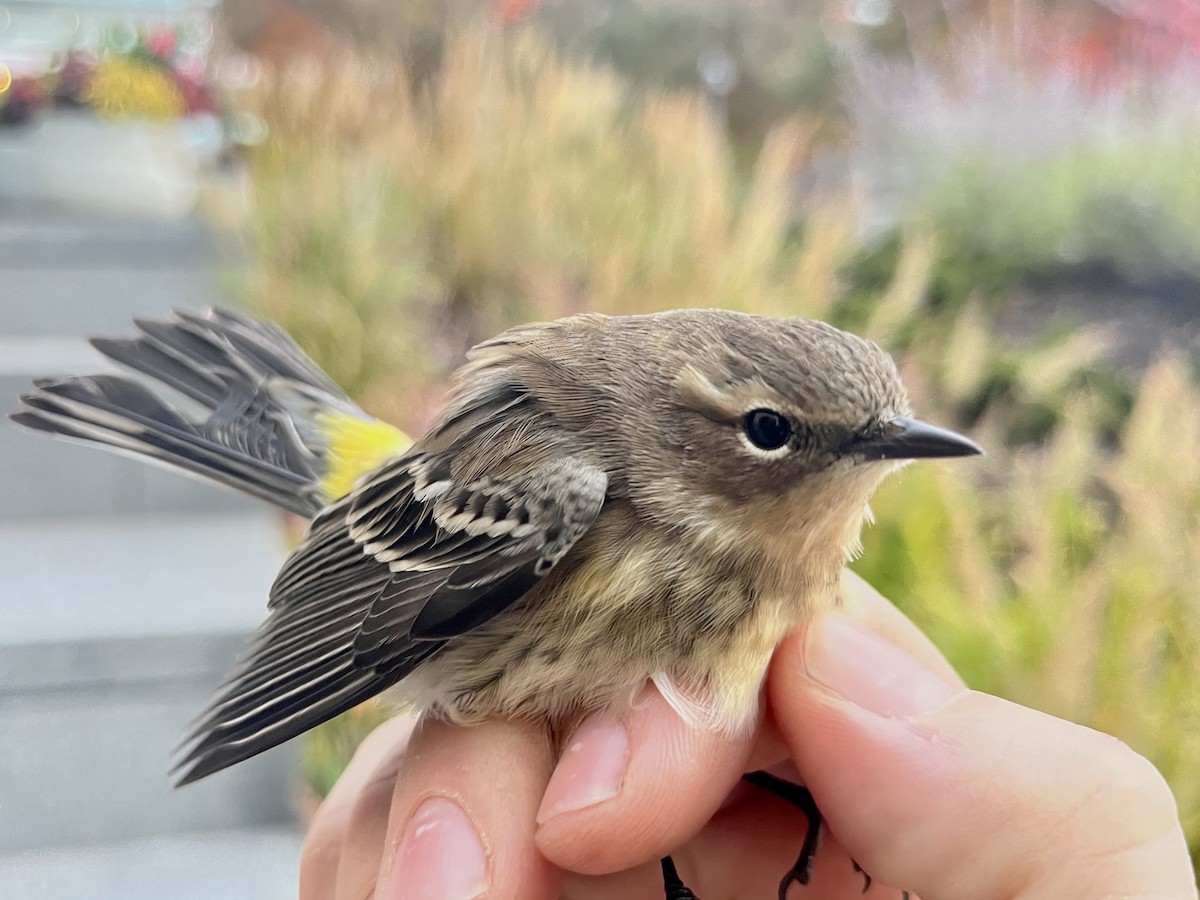 Yellow-rumped Warbler - ML495081321