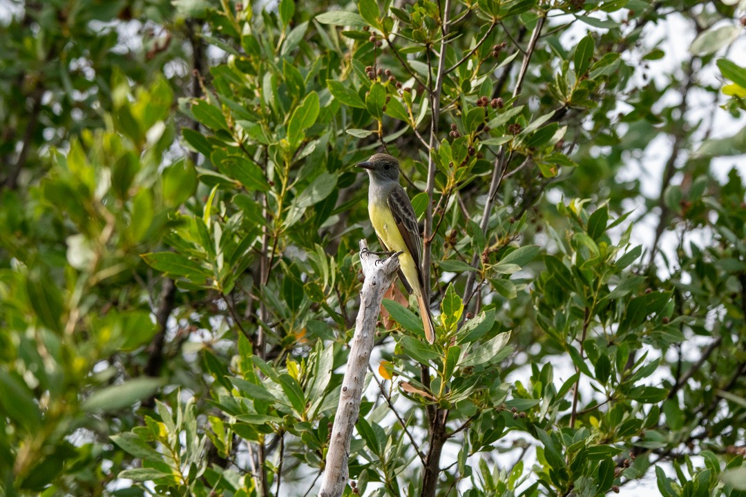 Great Crested Flycatcher - Lorraine Morecraft