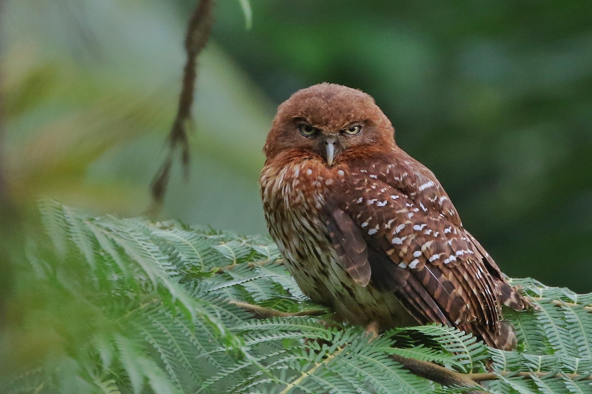 Manus Boobook - Joshua Bergmark | Ornis Birding Expeditions