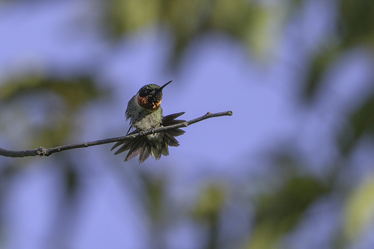 Ruby-throated Hummingbird - ML495084441