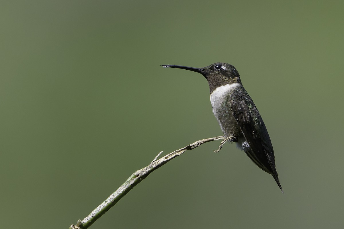 Ruby-throated Hummingbird - ML495084471