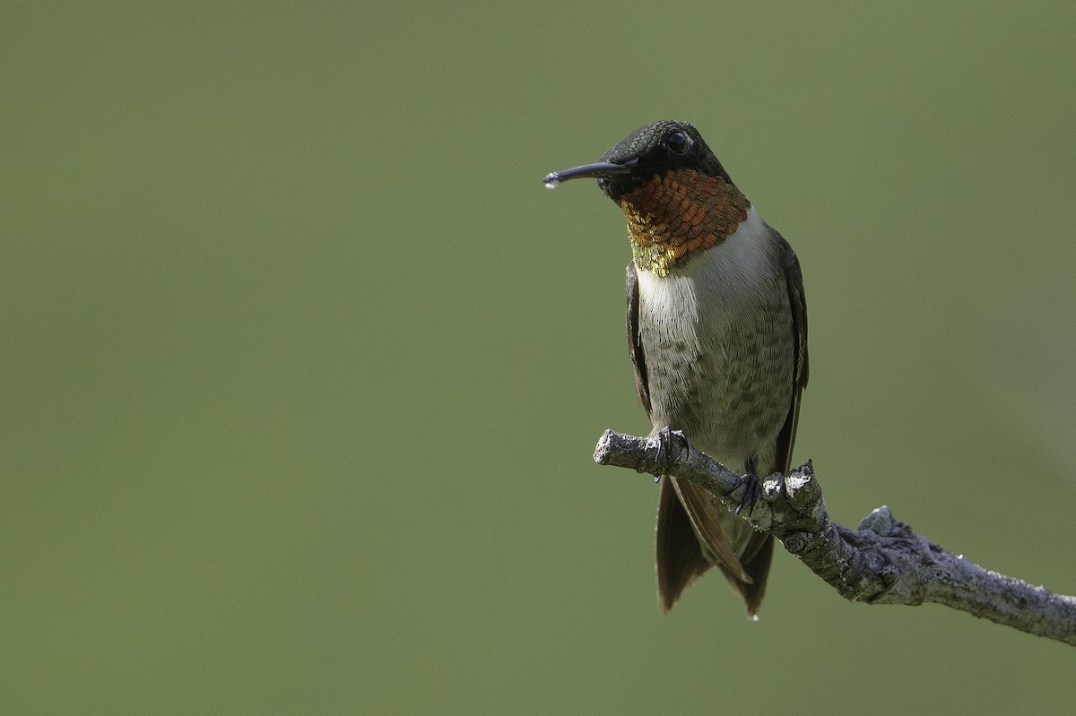 Ruby-throated Hummingbird - ML495084481